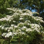 DOGWOOD KOUSA #15