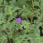 SKULLCAP PURPLE #1