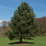 PINE ASSORTED #5