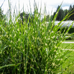 GRASS MAIDEN VARIEGATED #3