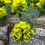 EUPHORBIA DONKEY TAIL #1