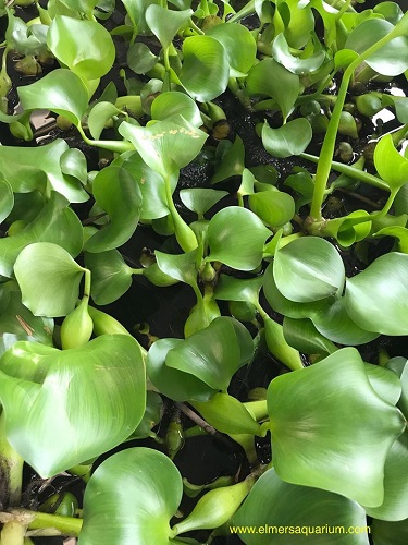 Water Hyacinth Plant