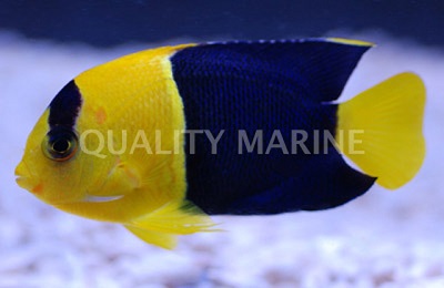Bicolor Angelfish