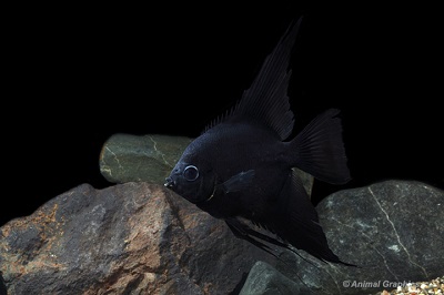 Eds Local Raised Black Angelfish