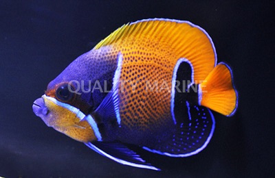 Navarchus (Blue Girdled) Angel