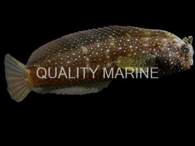 Starry Blenny