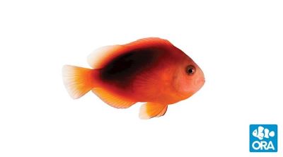 Fire Clownfish