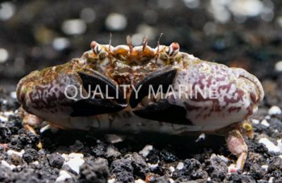 Porcelain Crab