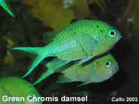 Green Chromis Damsel