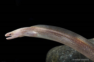 Freshwater Moray Eel