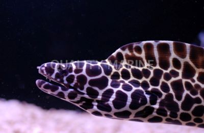 Honeycomb Tesselata Moray Eel