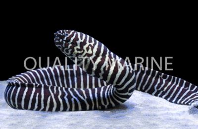 Zebra Moray Eel