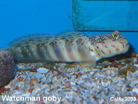 Watchman Goby