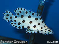 Panther Grouper