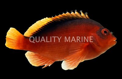 Flame Hawkfish