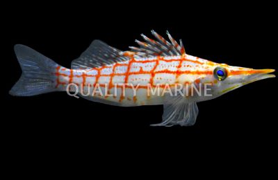 Longnose Hawkfish