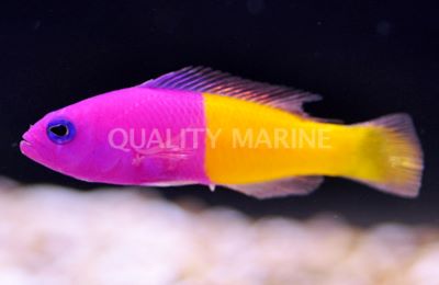 Bicolor Dottyback - MED