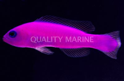 Purple Dottyback (Pseudochromis)