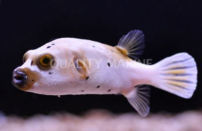 Dogface Puffer