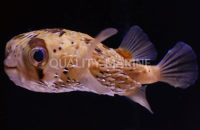 Porcupine Puffer