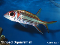 Striped Squirrelfish