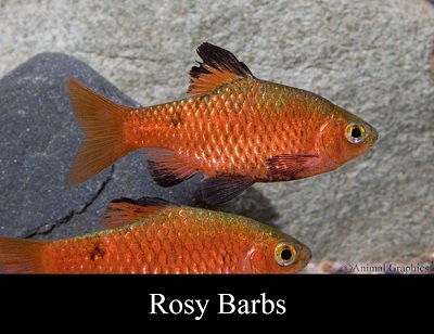 Neon Rosy Barb (Males)