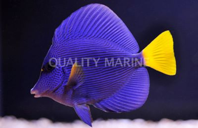 Purple Tang