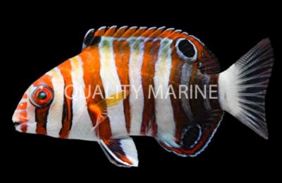 Harlequin Tuskfish