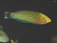 Green Coris Wrasse