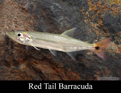 Freshwater Redtail Barracuda - Elmer's Aquarium