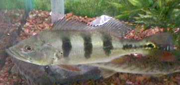 Peacock Bass Cichlid