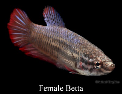 Female Betta