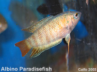 Albino Paradise Fish