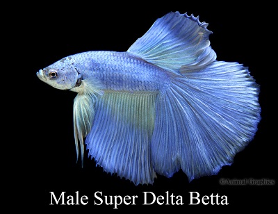 Male Super Delta Betta