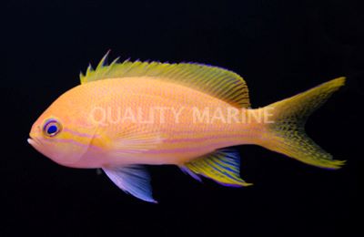 Female Squareback Anthias