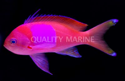 Male Squareback Anthias