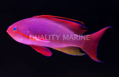Male Lyretail Anthias