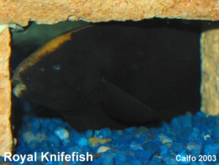 Royal Clown Knifefish
