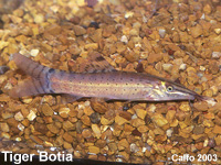 Tiger Botia Loach