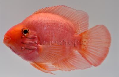 Purple Parrot Cichlid