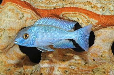 Moorii (Blue Dolphin) Cichlid