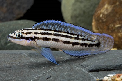 Julidochromis dickfeldi Cichlid