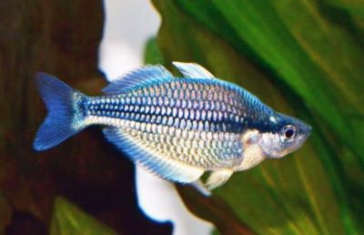 Kamaka Rainbowfish