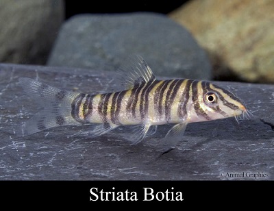 Striata Zebra Botia (Loach)