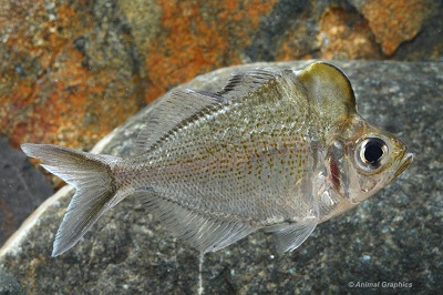 Humphead Glass Fish