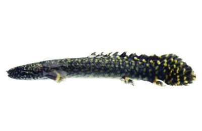 Ornatipinnis Polypterus (Bichir)