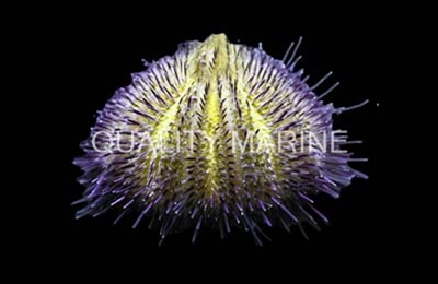 Purple Urchin