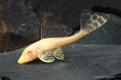 Albino Gibbiceps Pleco L165
