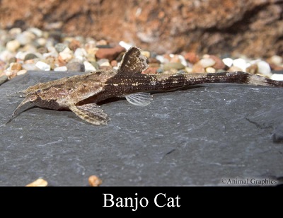 Banjo Catfish