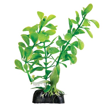 UT MINI LUDWIGIA PLANT GREEN